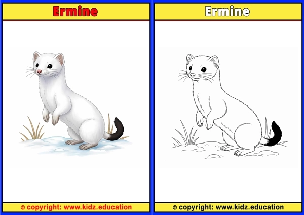 Ermine - Printable Coloring Page for Kids