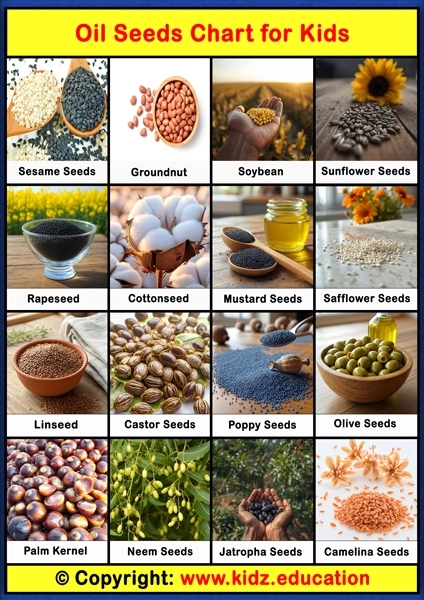 Oil Seeds Chart – 1 | Printable Educational Chart for Kids