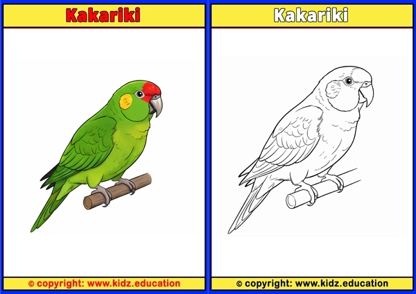 Kea - Printable Coloring Page for Kids