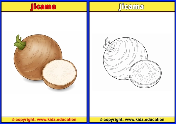 Jicama - Printable Coloring Page for Kids