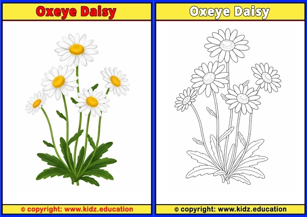 Oxeye Daisy - Printable Coloring Page for Kids