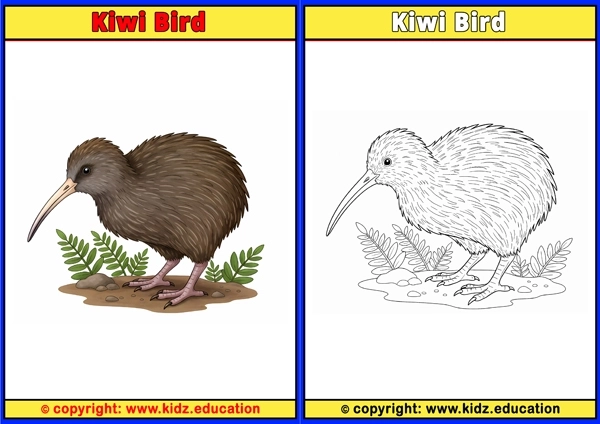 Kookaburra - Printable Coloring Page for Kids