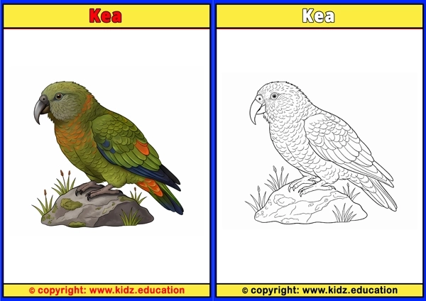 Kestrel - Printable Coloring Page for Kids