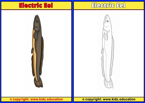 Electric Eel - Printable Coloring Page for Kids