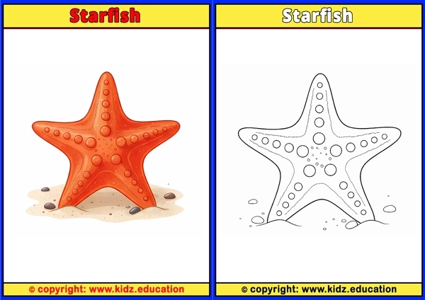 Starfish - Printable Coloring Page for Kids