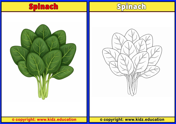 Spinach - Printable Coloring Page for Kids