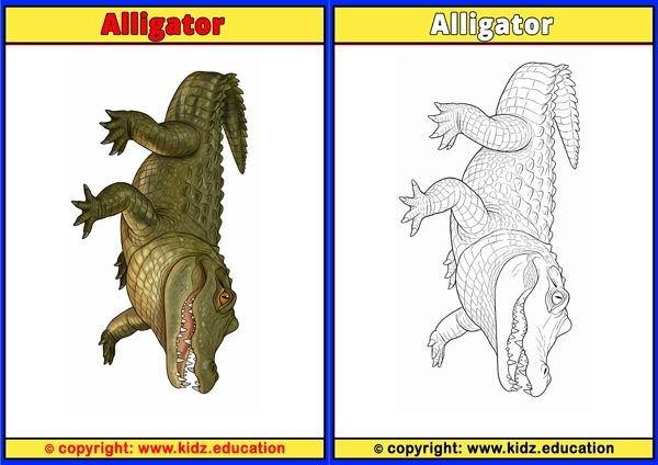Alligator - Printable Coloring Page for Kids