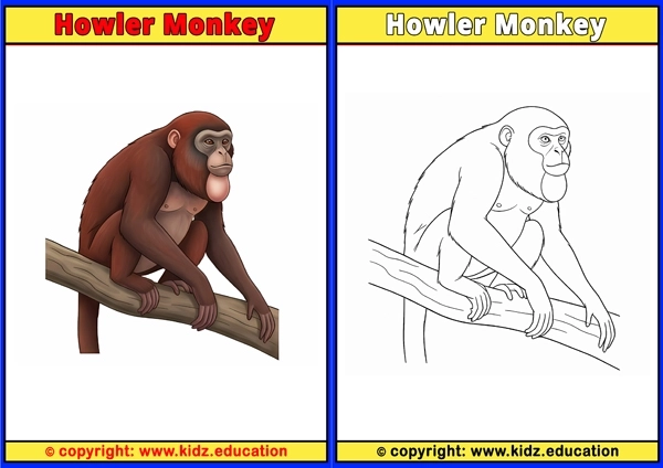Howler Monkey - Printable Coloring Page for Kids