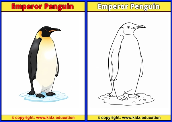 Emperor Penguin - Printable Coloring Page for Kids