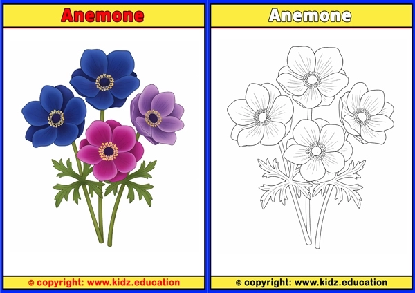 Anemone - Printable Coloring Page for Kids