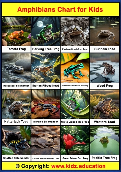 Amphibians Chart - 2 | Printable Educational Chart for Kids