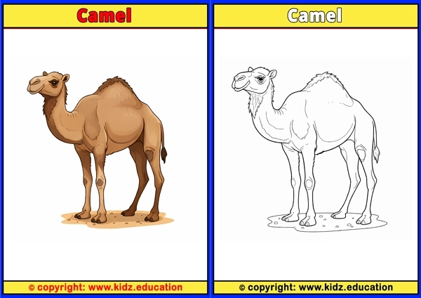 Camel - Printable Coloring Page for Kids