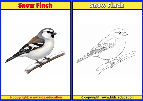 Snow Goose - Printable Coloring Page for Kids