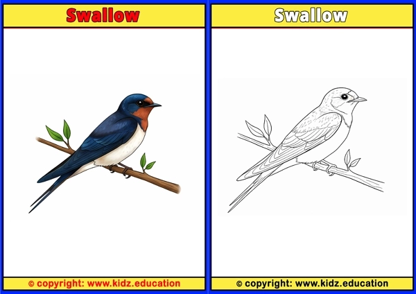 Swan - Printable Coloring Page for Kids