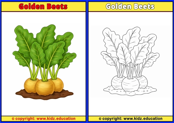 Golden Beets - Printable Coloring Page for Kids