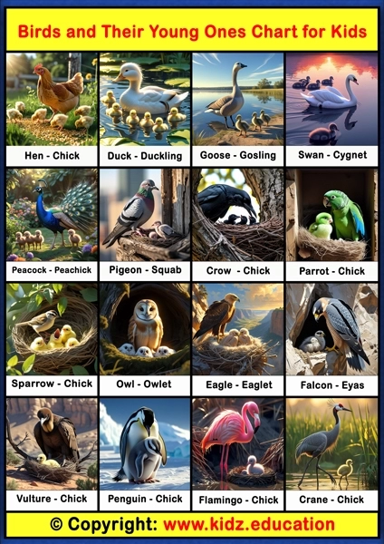 Birds and Their Young Ones Chart - 1 | Printable Educational Chart for Kids
