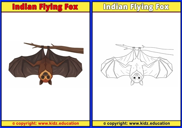 Indian Flying Fox - Printable Coloring Page for Kids