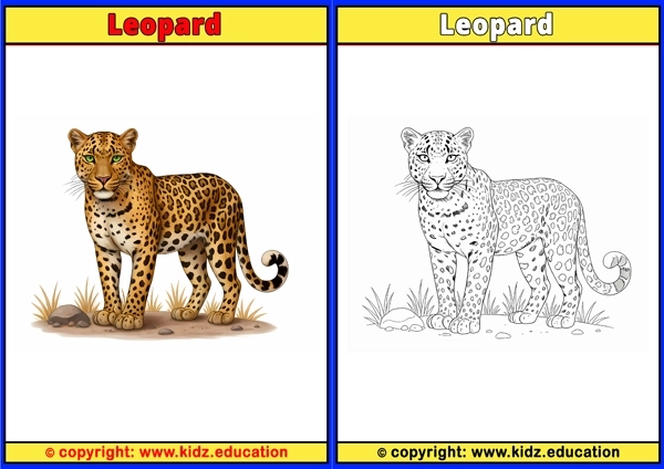 Leopard - Printable Coloring Page for Kids