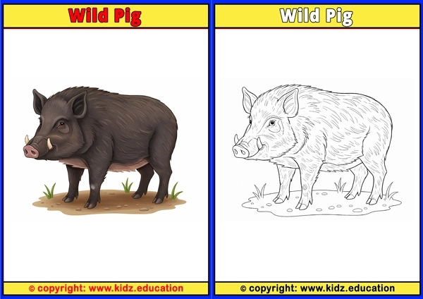 Wild Pig - Printable Coloring Page for Kids