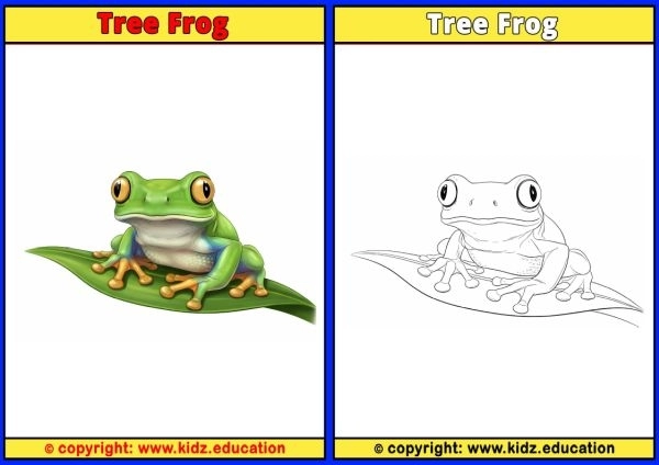 Tree Frog - Printable Coloring Page for Kids