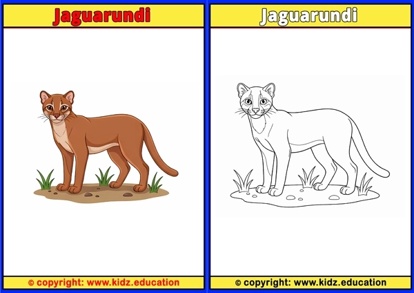Jaguarundi - Printable Coloring Page for Kids