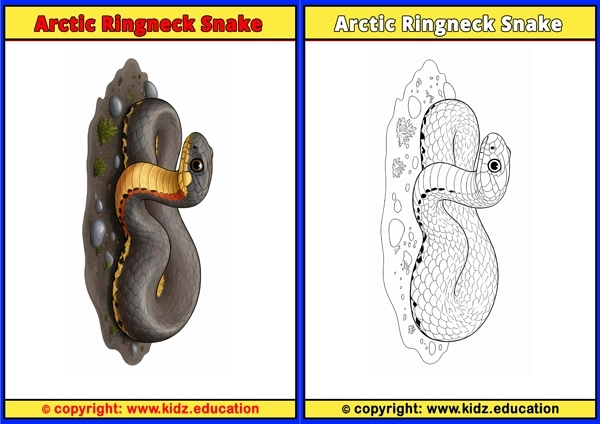 Arctic Ringneck Snake - Printable Coloring Page for Kids