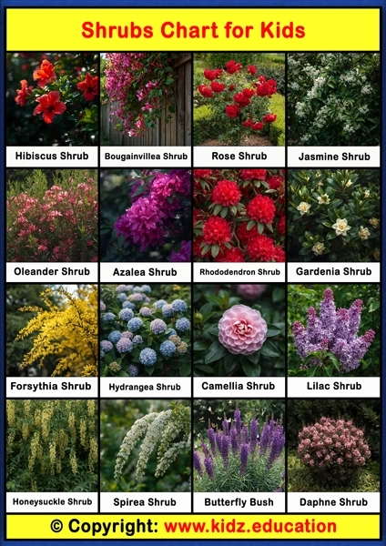 Shrubs Chart – 1 | Printable Educational Chart for Kids