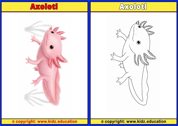 Axolotl - Printable Coloring Page for Kids