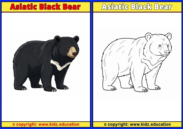 Asiatic Black Bear - Printable Coloring Page for Kids