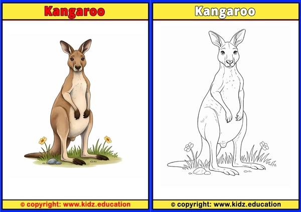 Kangaroo - Printable Coloring Page for Kids