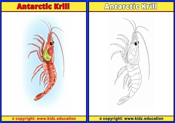 Antarctic Krill - Printable Coloring Page for Kids