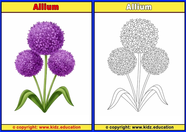 Allium - Printable Coloring Page for Kids