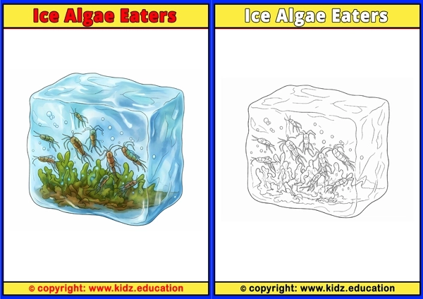Ice Algae Eaters - Printable Coloring Page for Kids