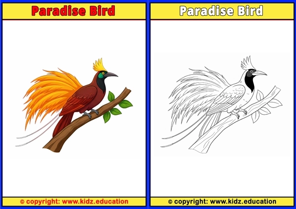 Parakeet - Printable Coloring Page for Kids