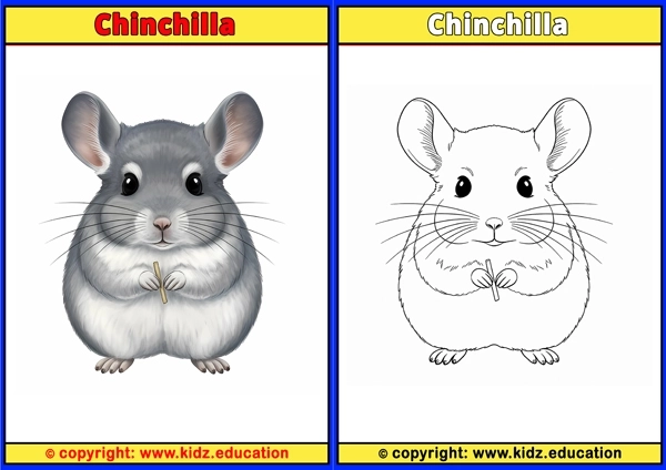 Chinchilla - Printable Coloring Page for Kids