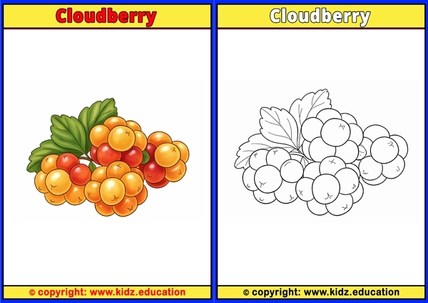Cloudberry - Printable Coloring Page for Kids