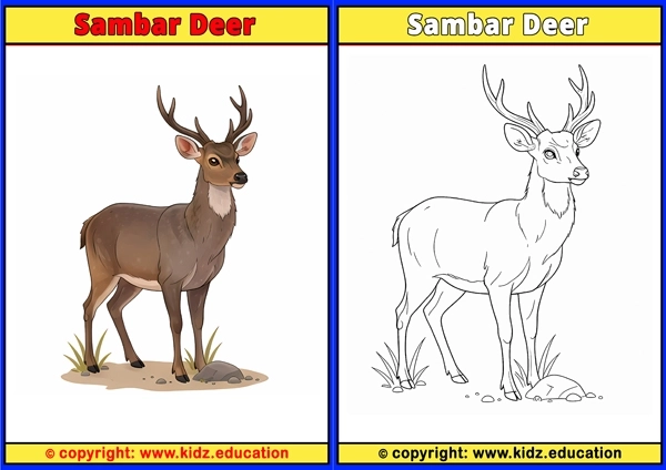 Sambar Deer - Printable Coloring Page for Kids