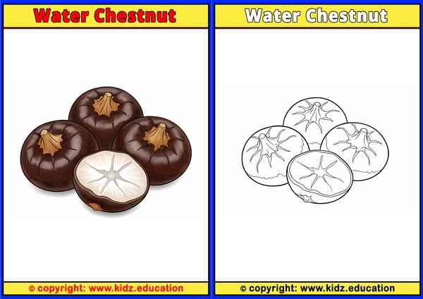 Water Chestnut - Printable Coloring Page for Kids