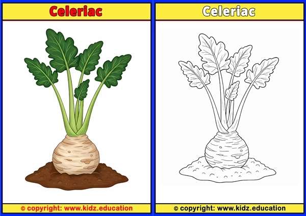 Celeriac - Printable Coloring Page for Kids