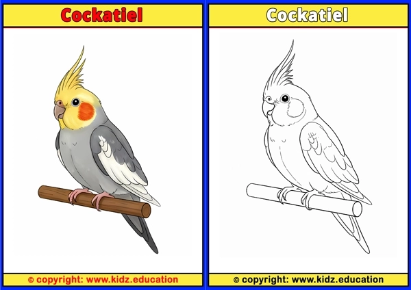 Cockatiel - Printable Coloring Page for Kids