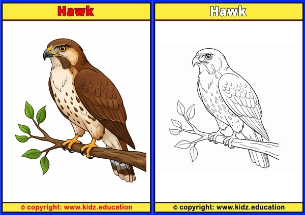 Hen - Printable Coloring Page for Kids