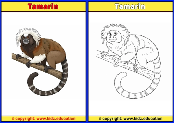 Tamarin - Printable Coloring Page for Kids