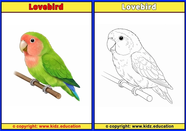 Lyrebird - Printable Coloring Page for Kids