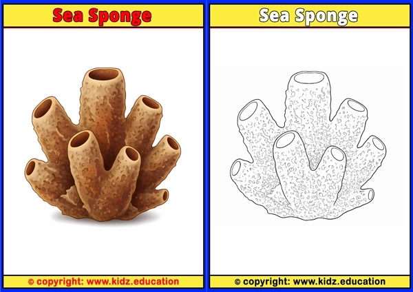 Sea Sponge - Printable Coloring Page for Kids