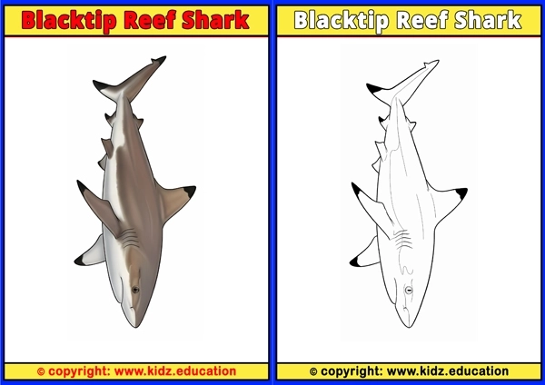 Blacktip Reef Shark - Printable Coloring Page for Kids