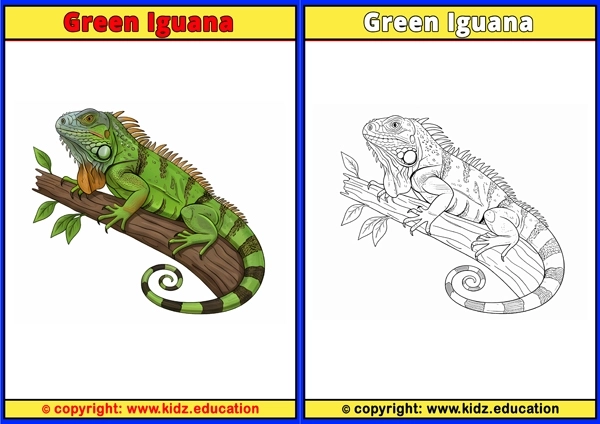 Green Iguana - Printable Coloring Page for Kids