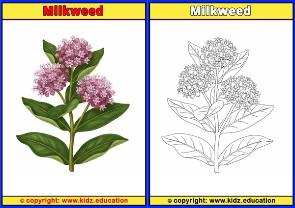 Milkweed - Printable Coloring Page for Kids