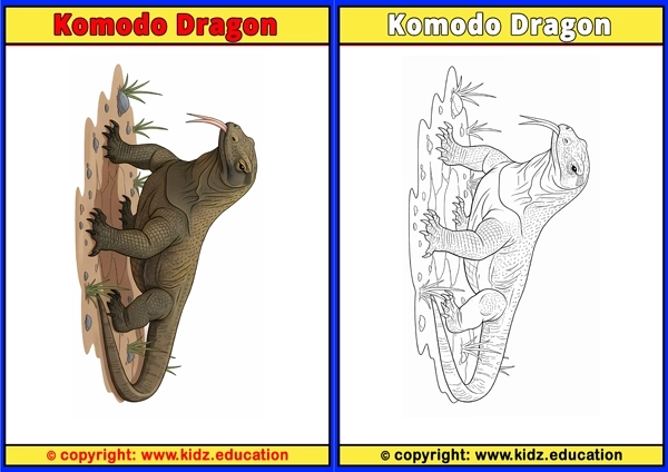 Komodo Dragon - Printable Coloring Page for Kids
