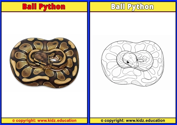 Ball Python - Printable Coloring Page for Kids