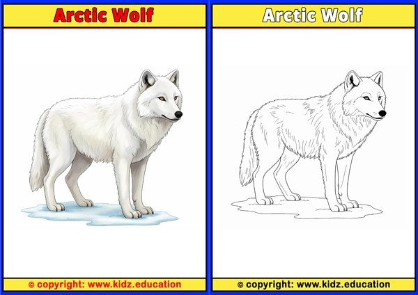 Arctic Wolf - Printable Coloring Page for Kids